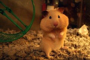 hamster-full-cheeks