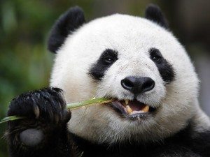 image El oso panda El oso panda image