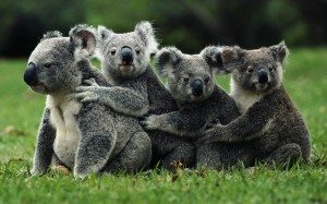 koala- El koala El koala koala