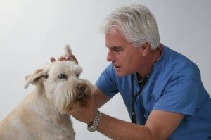 otitis-en-perros Remedios caseros para la otitis en perros. Remedios caseros para la otitis en perros. otitis en perros