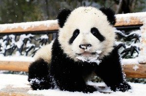 panda_wolong_01 El oso panda El oso panda panda wolong 01