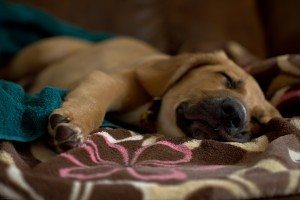 perro-durmiendo Ventajas e inconvenientes de dormir con tu mascota Ventajas e inconvenientes de dormir con tu mascota perro durmiendo