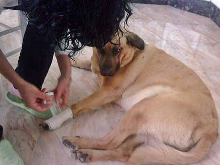 primeros-auxilios Heridas en perros Heridas en perros primeros auxilios
