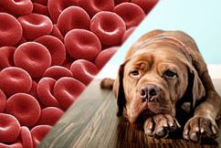 timthumb La anemia en los perros La anemia en los perros timthumb