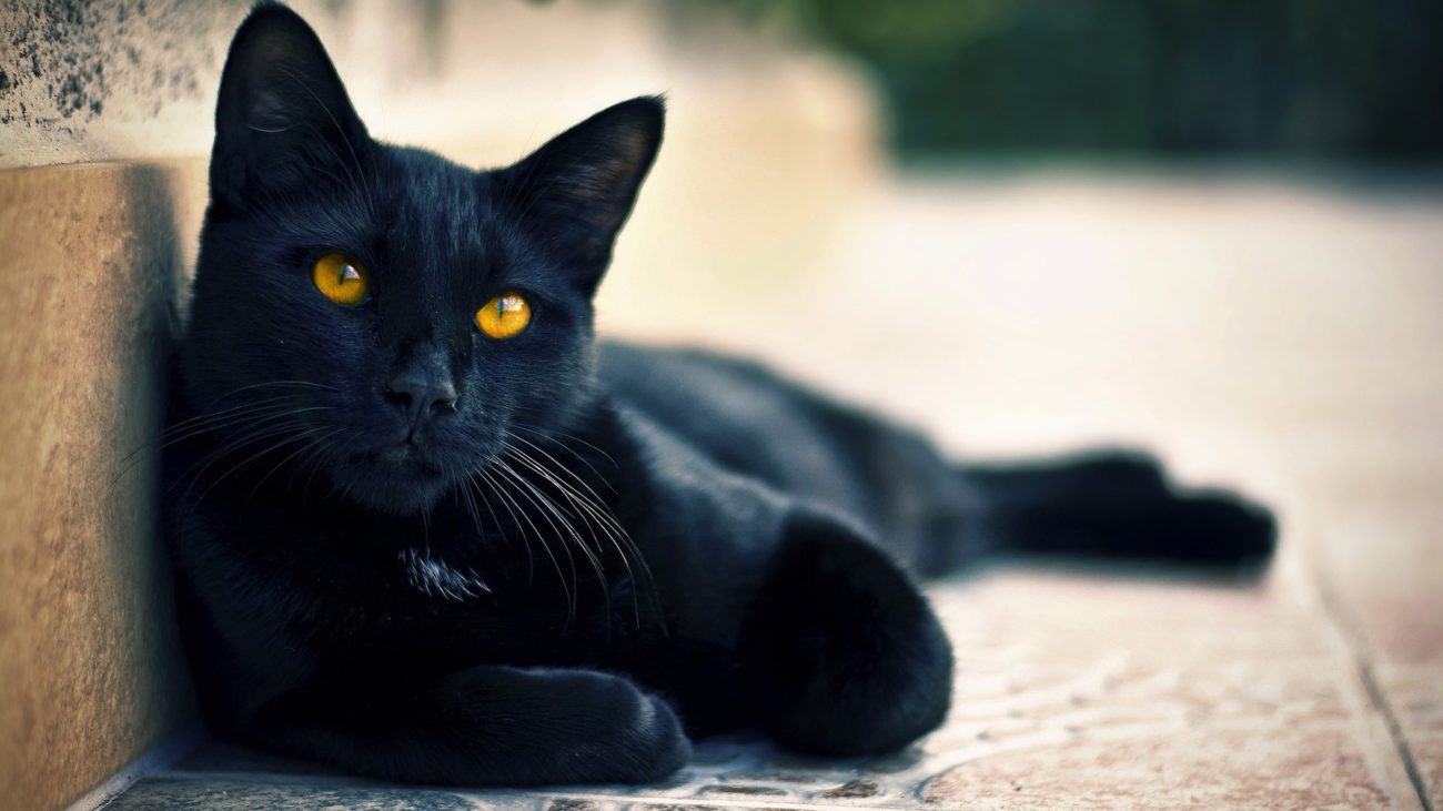 Gato_negro_ojos_cafes-853755 La toxoplasmosis en los gatos La toxoplasmosis en los gatos Gato negro ojos cafes 853755