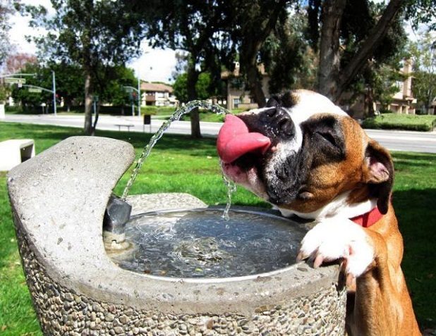 Nutrientes-que-necesita-nuestro-perro El calor en los animales. El calor en los animales Nutrientes que necesita nuestro perro