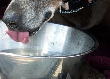 Perro-bebiendo-agua Científicos estudian la forma de beber de los perros Científicos estudian la forma de beber de los perros Perro bebiendo agua
