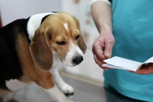 Perros-cáncer Los perros pueden oler el cáncer Los perros pueden oler el cáncer Perros c  ncer