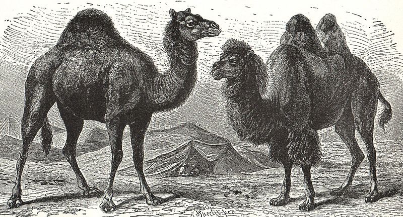 camello-dromedario Cómo distinguir a un camello de un dromedario Cómo distinguir a un camello de un dromedario camello dromedario