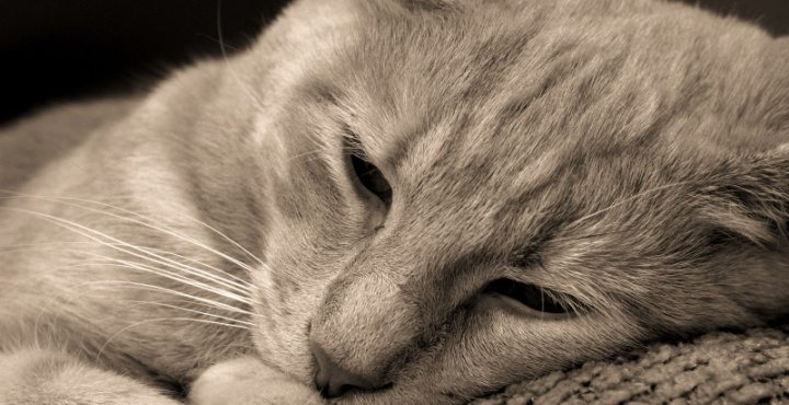 gato-triste-1 La leucemia en gatos La leucemia en gatos gato triste 1