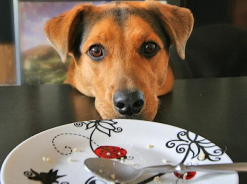 img_como_evitar_que_mi_perro_pida_comida_cuando_estoy_comiendo_23860_orig Cómo evitar que un perro pida comida cuando alguien está comiendo. Cómo evitar que un perro pida comida cuando alguien está comiendo img como evitar que mi perro pida comida cuando estoy comiendo 23860 orig