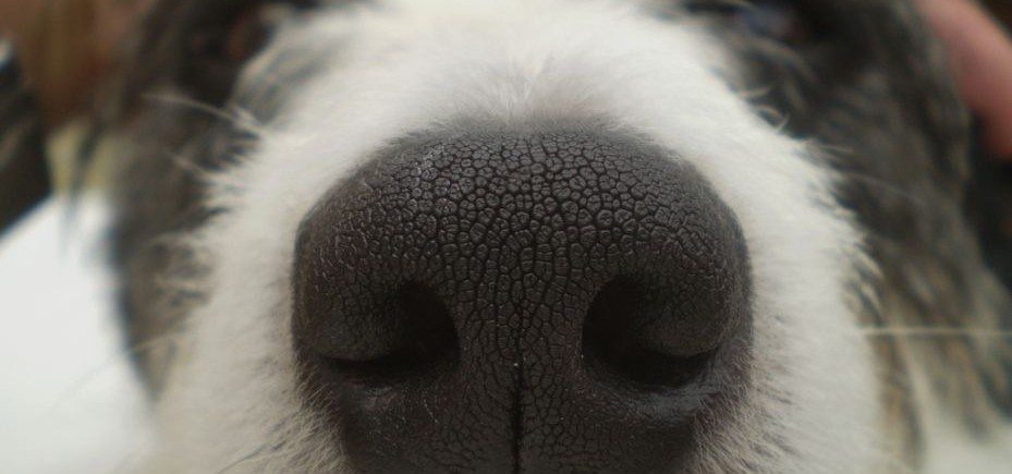 la-nariz-de-tu-perro-es-unica-929x435 La huella digital del perro. La huella digital del perro. la nariz de tu perro es unica