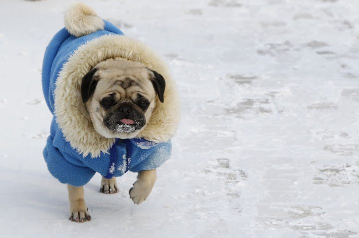 ola-de-frio-siberiano ¿Cómo elegir la ropa de abrigo adecuada para nuestro perro? ¿Cómo elegir la ropa de abrigo adecuada para nuestro perro? ola de frio siberiano