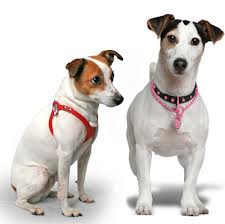 perro-con-collar-o-arnes Collar o arnés, ¿cuál es mejor? Collar o arnés, ¿cuál es mejor? perro con collar o arnes