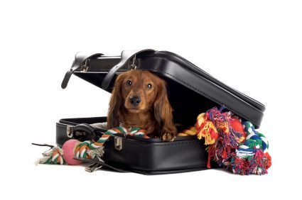 perro-dentro-de-una-maleta Viajar con el perro, cosas a tener en cuenta. Viajar con el perro, cosas a tener en cuenta. perro dentro de una maleta