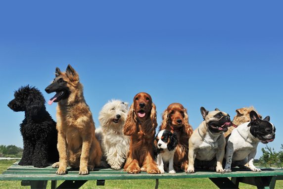 perrosjuntos 12 curiosidades sobre perros que seguro que no sabías 12 curiosidades sobre perros que seguro que no sabías perrosjuntos