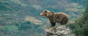 01-oso-pardo-WEB Cinco especies salvadas de la extinción (de momento) Cinco especies salvadas de la extinción (de momento) 01 oso pardo WEB