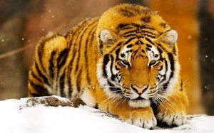 Tigre_siberiano_nieve Cinco especies salvadas de la extinción (de momento) Cinco especies salvadas de la extinción (de momento) Tigre siberiano nieve