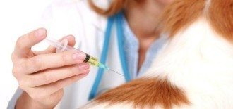 cache_14357405 Calendario de vacunas del perro Calendario de vacunas del perro cache 14357405