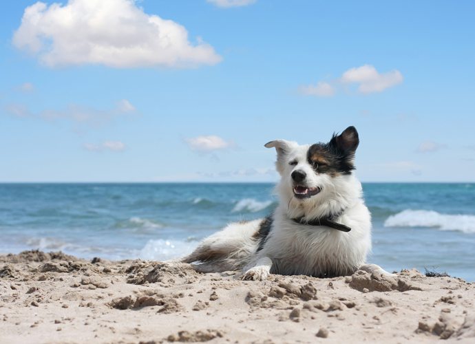 chien-plage-genevieve-blog-32 Consejos para ir al campo y a la playa con el perro Consejos para ir al campo y a la playa con el perro chien plage genevieve blog 32