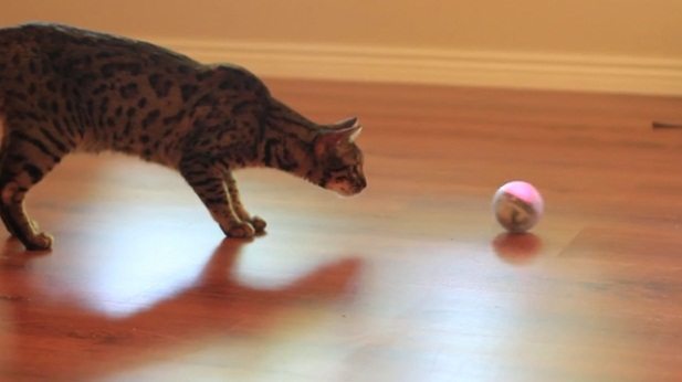 gato-jugando-con-bola 7 juegos para tu gato 7 juegos para tu gato gato jugando con bola