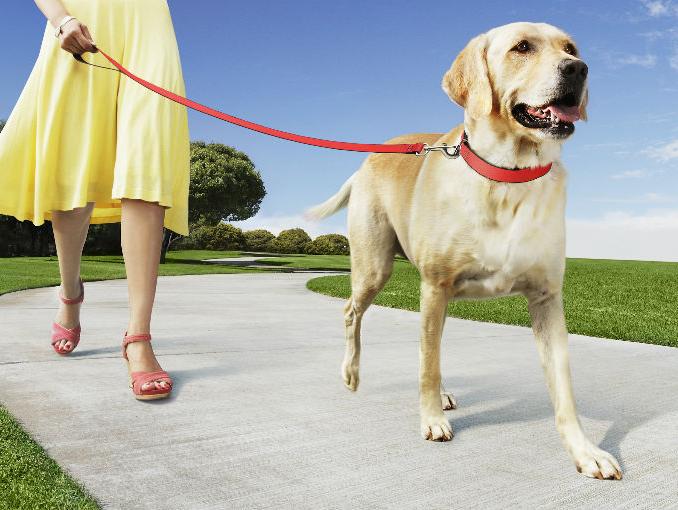 pasear_perro Beneficios de pasear a tu perro Beneficios de pasear a tu perro pasear perro