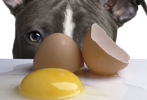 pitbull come huevo ¿Es malo que un perro coma huevos crudos? ¿Es malo que un perro coma huevos crudos? pitbull come huevo