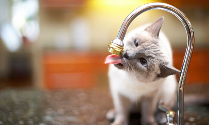 problemas-urinarios-xl-668x400x80xX ¿Por qué los gatos beben tan poca agua y suelen tener problemas urinarios? ¿Por qué los gatos beben tan poca agua y suelen tener problemas urinarios? problemas urinarios xl x80xX