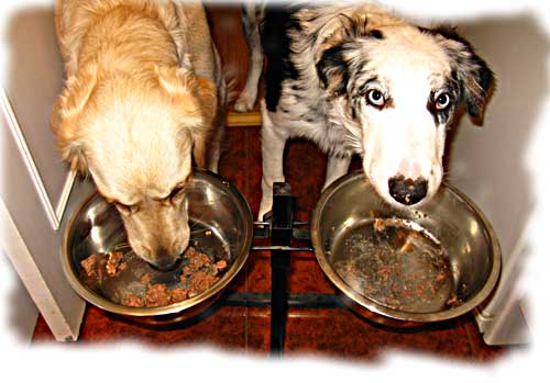 Agresividad-comida Bancos de alimentos para mascotas Bancos de alimentos para mascotas Agresividad comida
