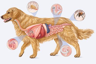 Dog-Parasites ¿Cómo saber si tu perro tiene parásitos intestinales? ¿Cómo saber si tu perro tiene parásitos intestinales? Dog Parasites