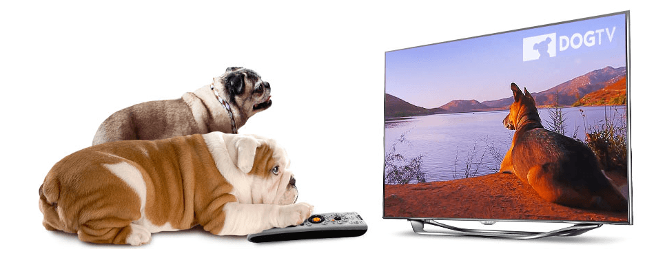 Dogtv Una televisión solo para perros Una televisión solo para perros Dogtv