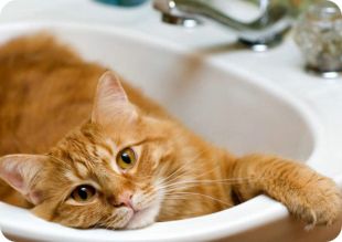 Es-necesario-bañar-a-un-gato Cómo bañar a un gato Cómo bañar a un gato Es necesario ba  ar a un gato