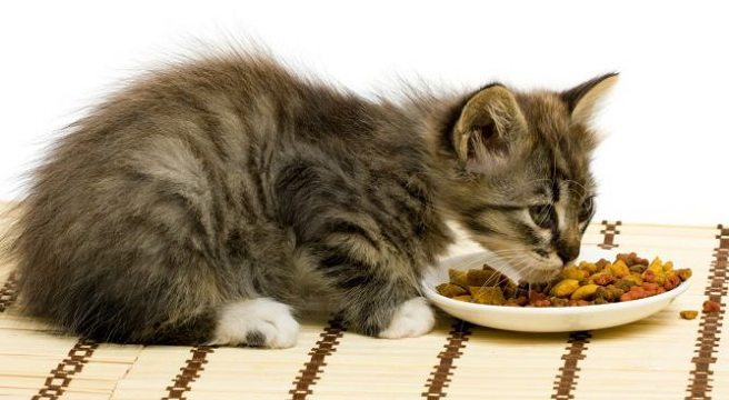 Gato_comiendo Alimentos perjudiciales para los gatos Alimentos perjudiciales para los gatos Gato comiendo