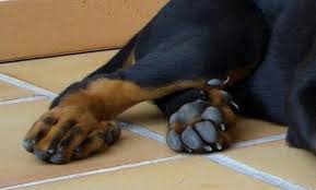 images Cómo cortar los espolones de nuestro perro Cómo cortar los espolones de nuestro perro images