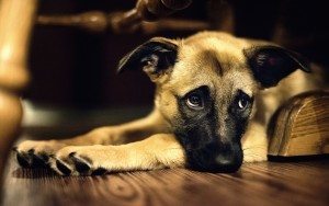 perrito-triste Cordectomía, mutilación en el perro Cordectomía, mutilación en el perro perrito triste