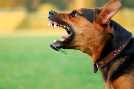 perro-agresivo qué debemos evitar cuando tenemos un perro agresivo Qué debemos evitar cuando tenemos un perro agresivo perro agresivo