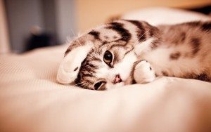 gato en la cama Cómo impedir que tu gato se suba a la cama Cómo impedir que tu gato se suba a la cama 2560c3971600 wallpaper gato