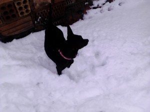 perro en la nieve Cómo ir con tu perro a la nieve Cómo ir con tu perro a la nieve IMG 20150204 092945