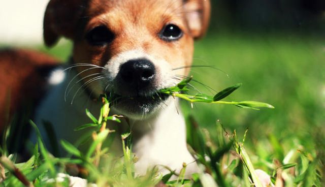 eat grass ¿Por qué los perros comen hierba? ¿Por qué los perros comen hierba? eat grass