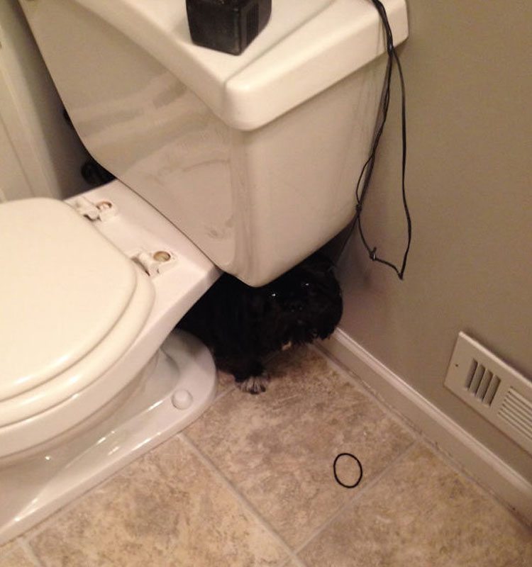 perro-escondido-wc