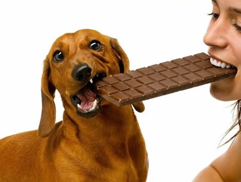 perros-y-chocolate El chocolate y los perros El chocolate y los perros perros y chocolate