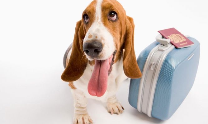 viajar-mascotas1 10 consejos útiles por si nos vamos de vacaciones con nuestro perro 10 consejos útiles por si nos vamos de vacaciones con nuestro perro viajar mascotas1