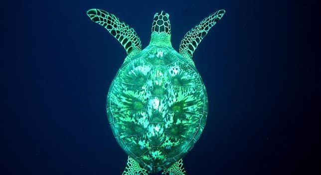31 (10) La tortuga verde marina en peligro de extinción La tortuga verde marina en peligro de extinción 31 10
