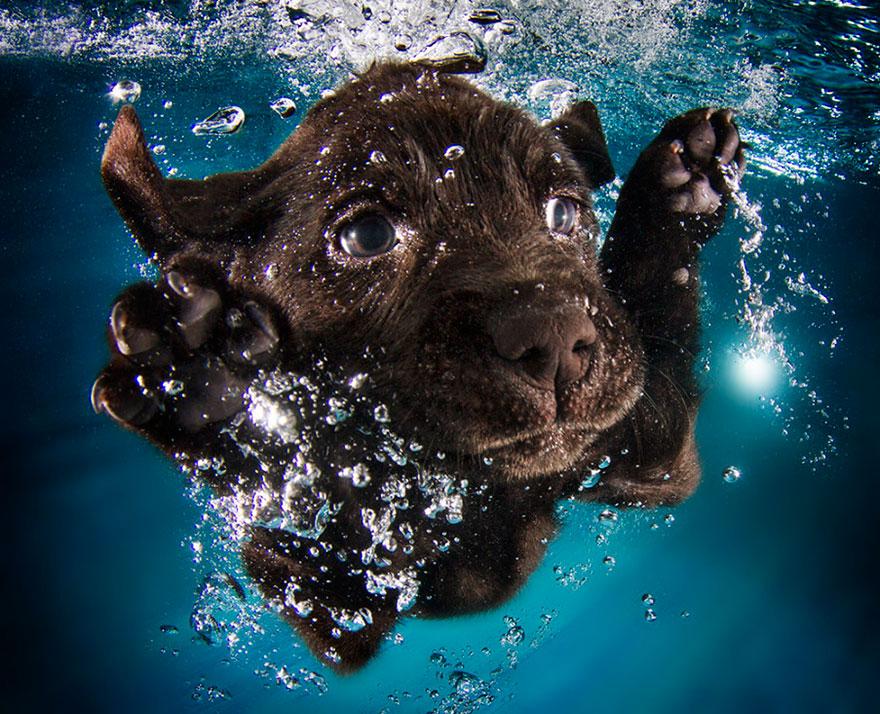 8939639 9 fotos increíbles de perros debajo del agua 9 fotos increíbles de perros debajo del agua 8939639