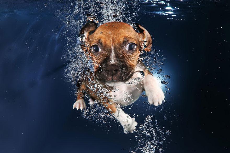 8939640 9 fotos increíbles de perros debajo del agua 9 fotos increíbles de perros debajo del agua 8939640