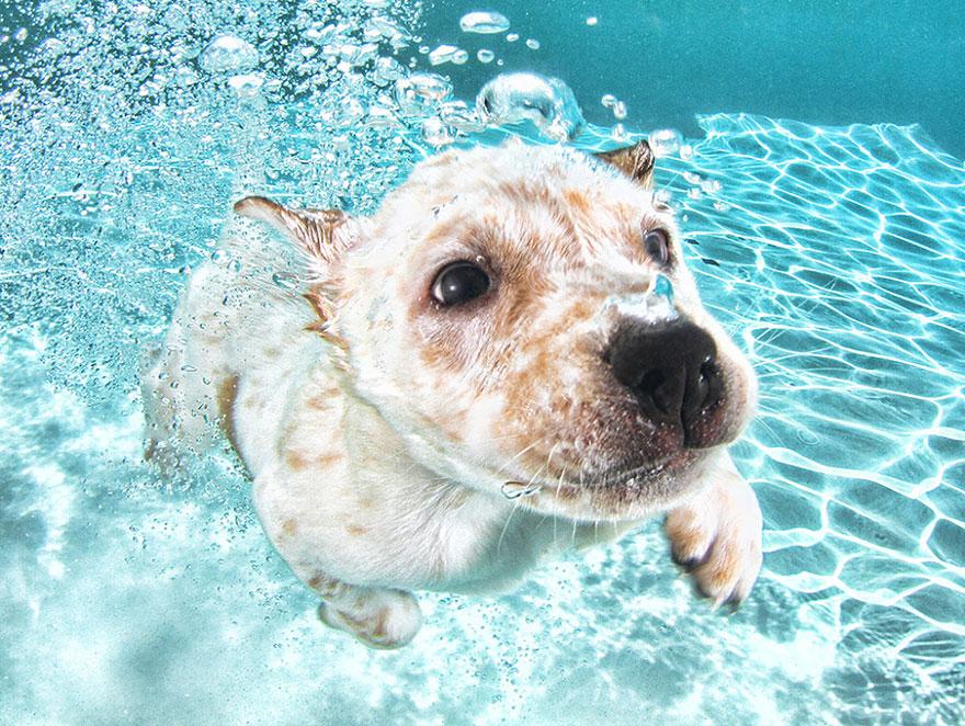 8939641 9 fotos increíbles de perros debajo del agua 9 fotos increíbles de perros debajo del agua 8939641