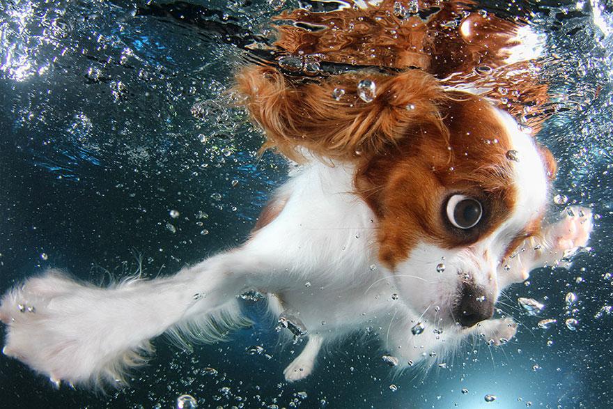 8939642 9 fotos increíbles de perros debajo del agua 9 fotos increíbles de perros debajo del agua 8939642