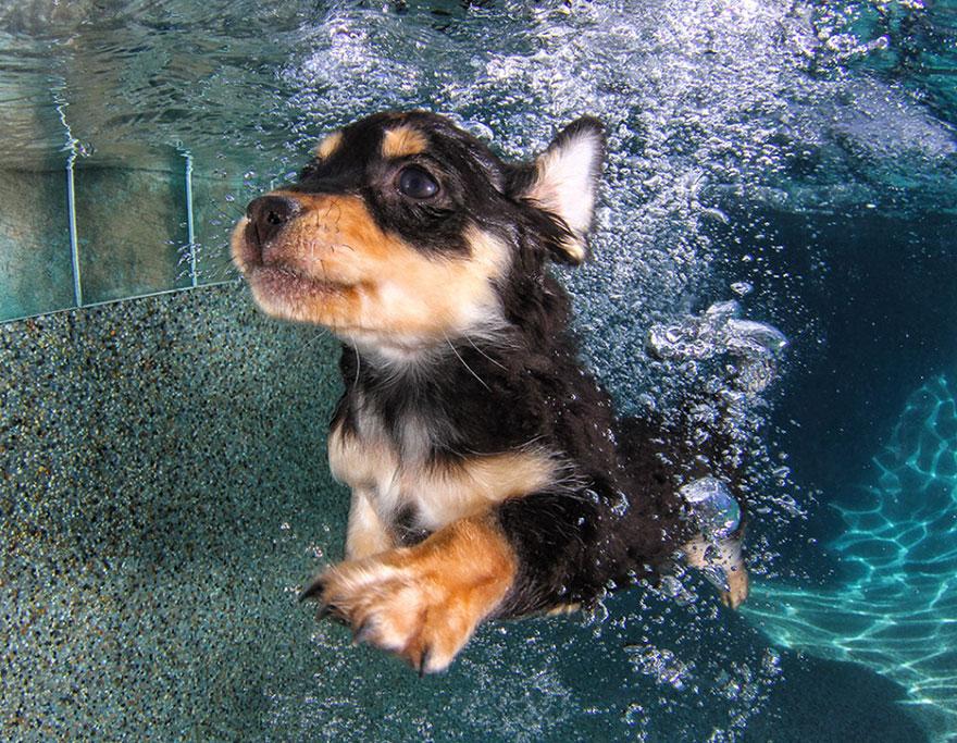 8939643 9 fotos increíbles de perros debajo del agua 9 fotos increíbles de perros debajo del agua 8939643