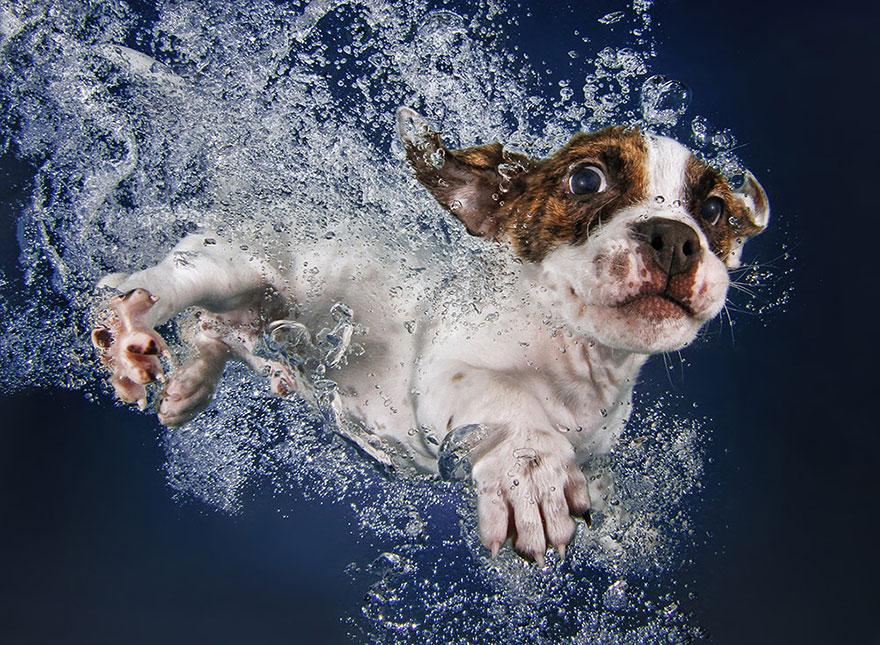 8939644 9 fotos increíbles de perros debajo del agua 9 fotos increíbles de perros debajo del agua 8939644