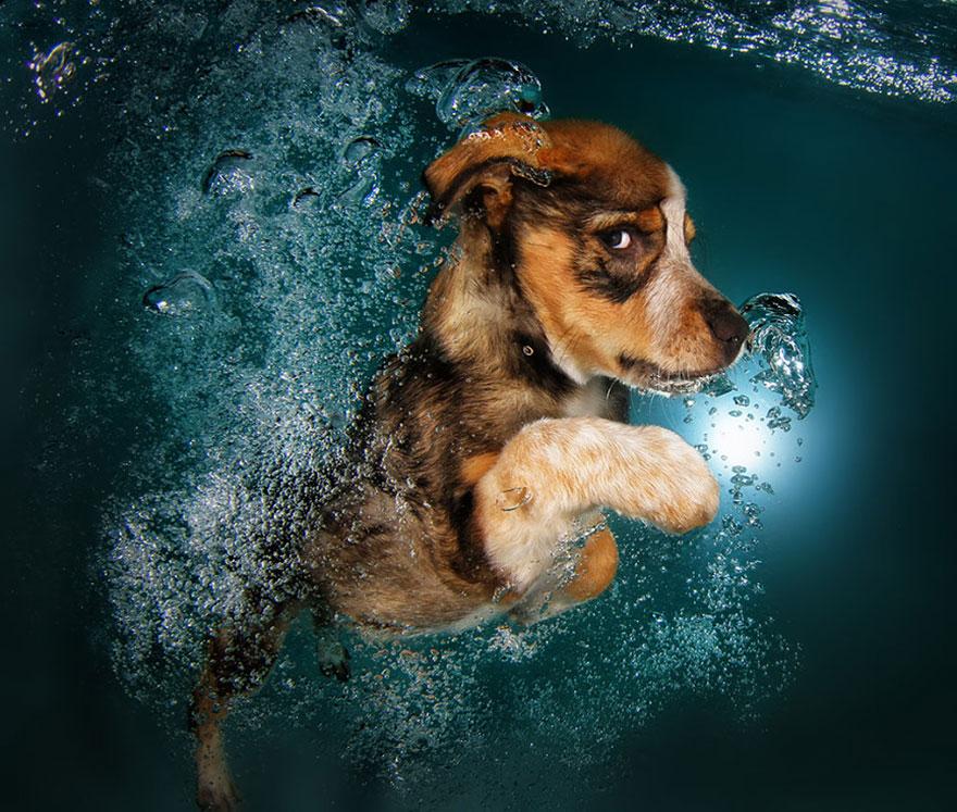8939646 9 fotos increíbles de perros debajo del agua 9 fotos increíbles de perros debajo del agua 8939646